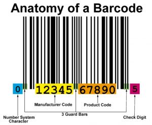 anatomy-barcode
